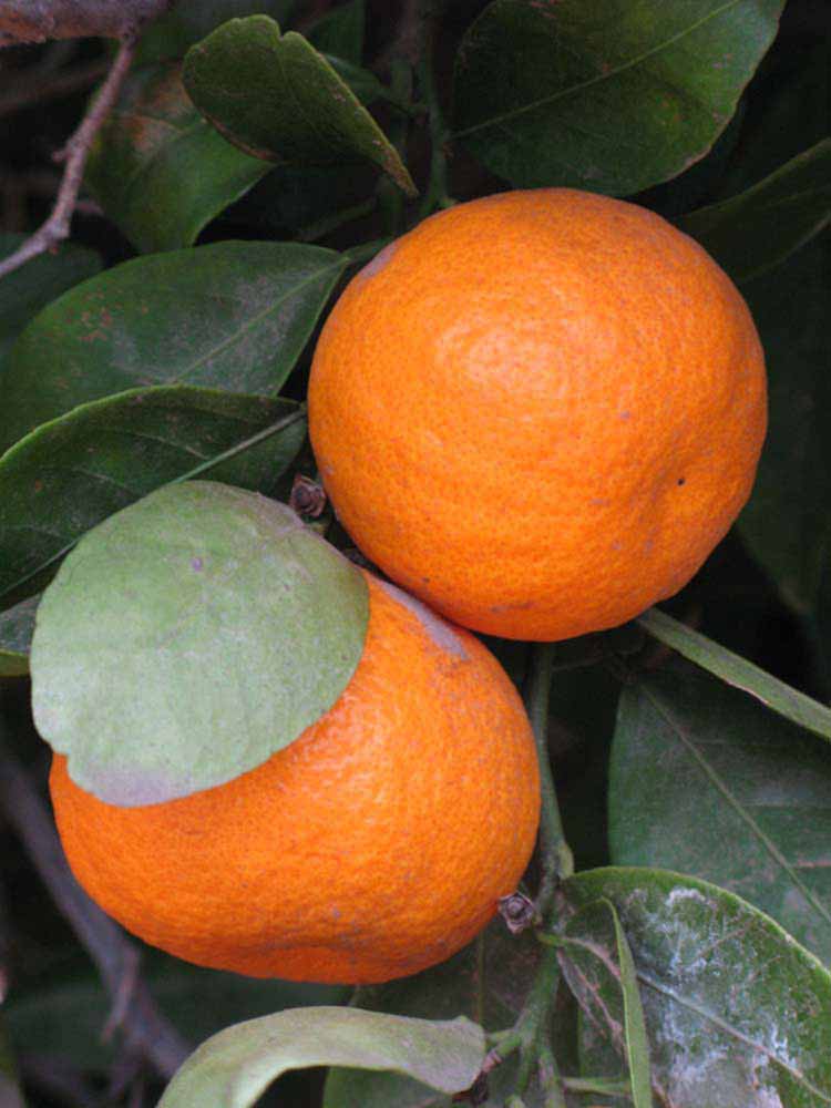            Fruit (Riverside, CA)   